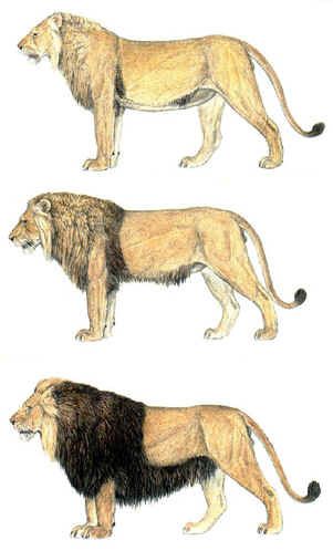 barbary lion Egyptian Lion, Lion Anatomy, Barbary Lion, Panthera Leo, Lion Poster, Lion Wall Art, Male Lion, Big Cats Art, Lion Pictures