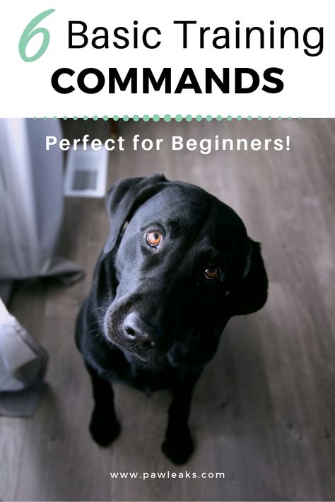 Dog Training Commands, Dog Commands, Easiest Dogs To Train, Basic Dog Training, Cesar Millan, Psy I Szczenięta, Dog Training Advice, Dog Brain, Puppy Training Tips