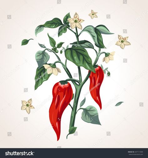 Chili Tattoo, Chili Pepper Plant, Chilli Plant, Body Image Art, Organic Recipes Healthy, Vietnam Art, Plant Tattoo, Pepper Plants, Hot Pepper