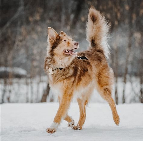 aesthetic Australian shepherd dog Dog Poses Reference Photo, Dog Pose Reference, Canine Reference, Beautiful Dogs Photos, Colorful Hairstyles, Rare Dog Breeds, Dog Anatomy, Dog Poses, Very Cute Dogs