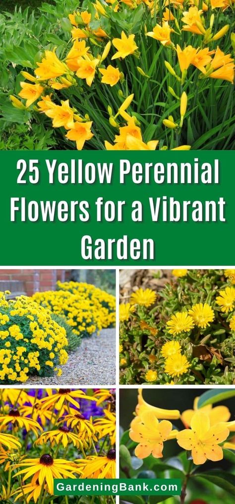 Yellow And Purple Flowers Garden, Purple Yellow Garden, Yellow Flowers For Planters, Tall Yellow Flowers Perennials, Yellow Perennials Full Sun, Yellow Summer Flowers, Yellow Perennial Flowers, Greenhouse Proposal, Orange Perennials