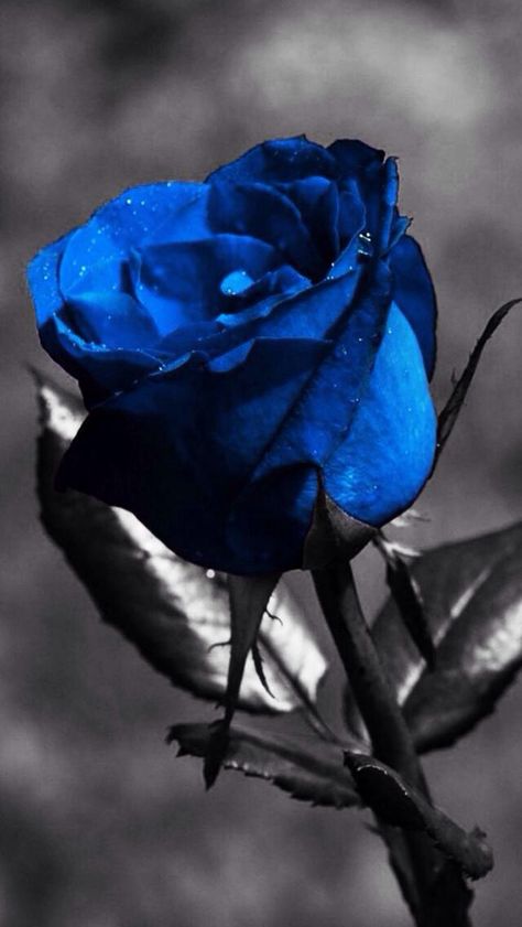 I always wanted a blue rose Blue Roses Wallpaper, Blue Rose Tattoos, Color Splash Photography, Belle Rose, Hybrid Tea Roses, 문신 디자인, Beautiful Rose Flowers, Rose Wallpaper, Blue Roses