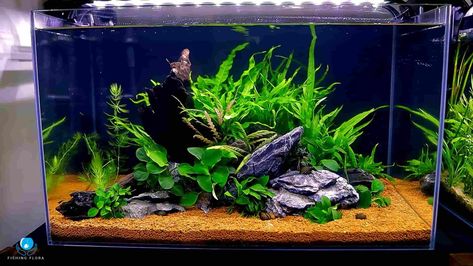 Can Java Fern Grow In Gravel? Java Fern, Aquarium Setup, Aquarium Design, Fern Plant, Liquid Fertilizer, Hardy Plants, Planted Aquarium, Aquatic Plants, New Growth