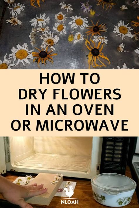 We show you two of the easiest ways to preserve flowers for either consumption, or for tinctures and salves. #nloah #homesteading #flowers #preservation How To Dry Out Flowers, Ways To Preserve Flowers, Preserving Leaves, Freeze Dried Flowers, How To Dry Flowers, Preserve Flowers, Drying Flowers, Dying Flowers, Dried Flowers Diy