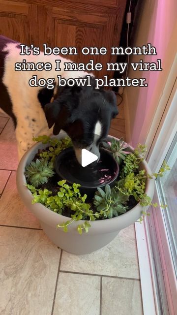 Jill on Instagram: "And it’s been watered only by my dogs dribbles 🩷

Comment “bowl” if you want the list of supplies I used. It’s harder than you think to find a big planter and dog bowl with base that fit nicely together. 

Also, if you do this, make sure you only use plants that are non-toxic to your pets. Here I used hen and chick succulents and creeping Jenny vines. 

#dogsofinstagram #doghacks #plants #planthacks #dogmom #plantmom" Dog Bowl Succulent Planter, Plant Water Bowl For Dogs, Dog Plant Water Bowl, Succulent Dog Water Bowl, Diy Dog Water Bowl Planter, Dog Water Planter, Pet Water Bowl Planter, Dog Bowl Planter, Dog Water Bowl Planter