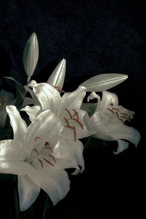 Xuebing Du, Lily Wallpaper, Nothing But Flowers, Flower Therapy, White Lilies, Lily Flower, Flowers Nature, Flower Wallpaper, My Flower