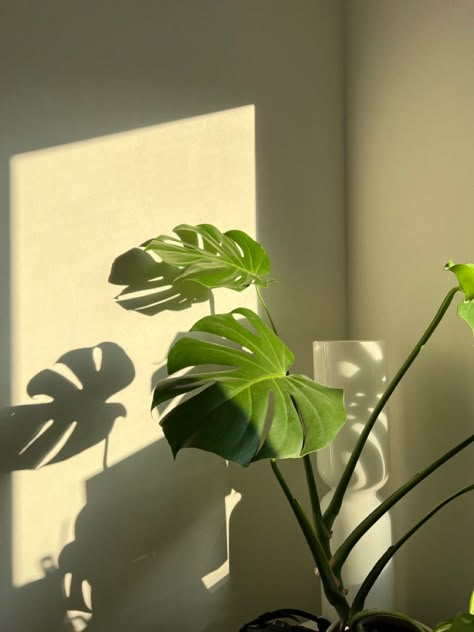 #aesthetic #monstera #sunrise #iittala Monstera Plant Bedroom, Jana Aesthetic, Monstera Aesthetic, Monstera Plant Aesthetic, Painting For Wedding, Redecorate Room, Matcha Bar, Design Objet, Plants Vines