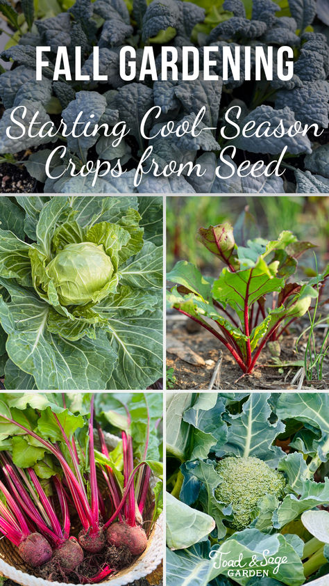 There are lots of cool season crops you can grow in fall that you can’t in summer and most are very easy to start from seed. I prefer starting them myself from seed because I can get started early and nurture them indoors. Plus, I can source seeds for varieties that aren’t available as plants in garden centers. Fall Veggies To Plant, When To Plant Seeds, Garden Vertical, Sage Garden, Winter Vegetables Gardening, Fall Gardening, Rock Garden Design, Garden Centers, Vegetable Garden Diy