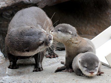 reminds me of my Ma. She loves Otters Two Otters, Otter Pup, Otters Cute, Otter Love, Baby Otters, River Otter, Zoo Babies, Sea Otter, Arte Animal