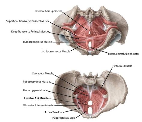 Pelvic Floor Anatomy, Pelvic Diaphragm, Kegal Exercises, Pelvis Anatomy, Dorsal Root Ganglion, Levator Ani, Pelvic Floor Therapy, Pelvic Region, Medical Animation