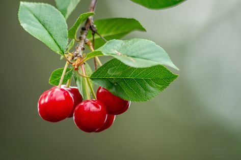 Cherry Photography, Fruit Photos, Cherry Leaves, Potted Fruit Trees, Cherry Branch, Fruits Photos, Leaf Flowers, Pretty Food, Fruit Trees