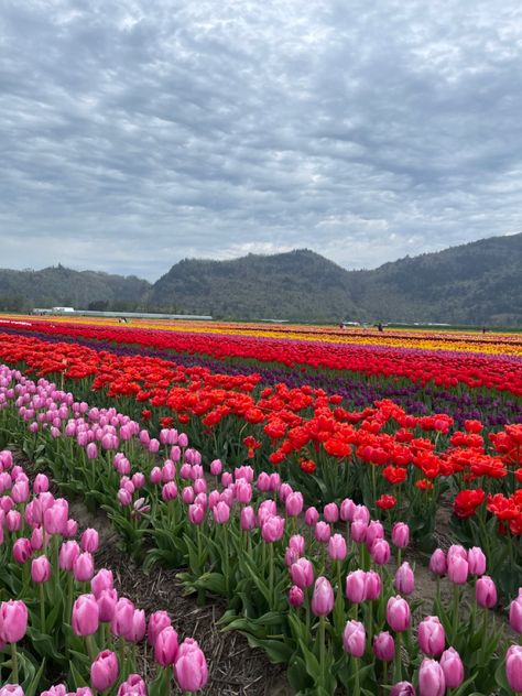 Tulip Festival in Abbotsford, BC🇨🇦 Tulips Festival, Spring Moodboard, Abbotsford Bc, Tulip Field, Festival Aesthetic, Tulip Festival, Tulip Fields, Scenery Nature, Beautiful Scenery Nature