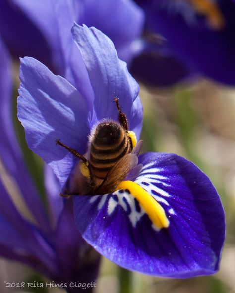 Bee in Iris reticulata Bumble Bee Butts, Bees In Flowers, Facts About Honey Bees, Insects Wallpaper, Aesthetic Flower Tattoo, Facts About Honey, Bee Butts, Honey Bee Facts, Iris Reticulata