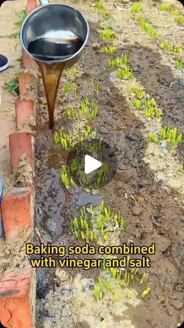 Home Gardening on Instagram: "#garden #gardening #gardening101 #fertilizer #farming #planting #bakingsoda" Home Fertilizer For Plants, Home Made Fertilizer For Plants, Agriculture Tips, Home Made Fertilizer, Aloe Vera Plant, Fertilizer For Plants, Home Gardening, Tree Stump, Garden Tips