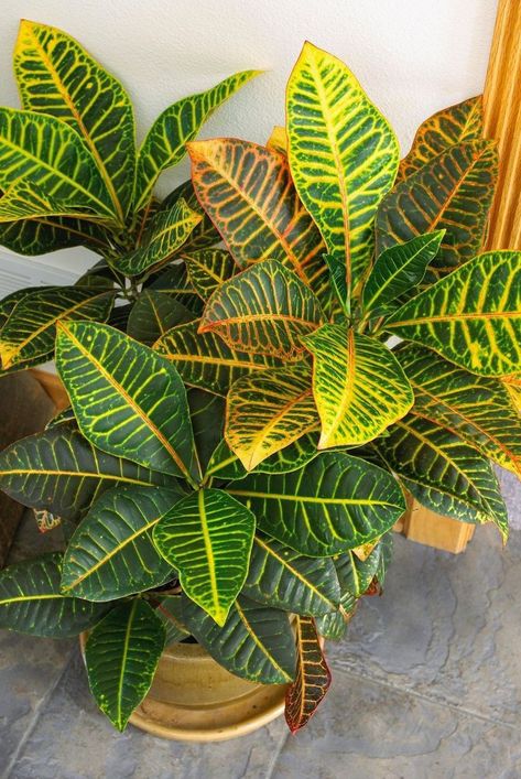 "Create Your Indoor Jungle: Must-Have Plants" Plants Without Sunlight, Plants Ideas Indoor, Plants With Colorful Leaves, Bottles Decoration Wedding, Croton Plant, Plants Care, Plants Hanging, Plant Study, Yellow Plants