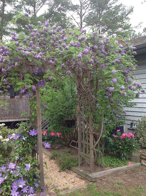 My Wisteria arbor. It is about 4 yrs old. My husband built the arbor. Wisteria Trellis, Wisteria Arbor, Wisteria Pergola, Wisteria Garden, Wisteria Plant, Arbors Trellis, Wisteria Tree, Garden Globes, Enchanting Garden