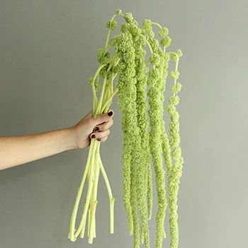 Designer Green Hanging Amaranthus | FiftyFlowers Green Hanging Amaranthus, Hanging Flowers Wedding, Hanging Amaranthus, Scabiosa Pods, Star Of Bethlehem, Flower Care, Flower Packaging, Hanging Flowers, Floral Supplies