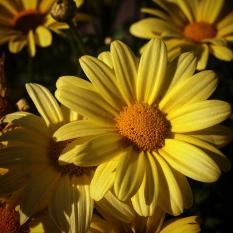 Yellow Daisies Aesthetic, Yellow Daisy Aesthetic, Flower Daisy Aesthetic, Tattoo Bee, Aesthetic Daisy, Bee Tattoos, Yellow Daisy Flower, Aesthetic Health, Tattoo Health