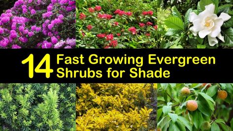 14 Beautiful Evergreen Shrubs that Excel in the Shade Evergreen Shrubs For Shade, Japanese Privet, Shade Evergreen, Shrubs For Shade, Japanese Yew, Evergreens For Shade, Dry Shade Plants, Kalmia Latifolia, Fast Growing Evergreens