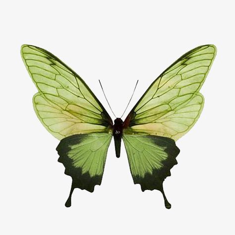 Logo Fleur, Art Papillon, Výtvarné Reference, Butterfly Clip Art, Animale Rare, Green Butterfly, Arte Inspo, Butterfly Art, Green And Black