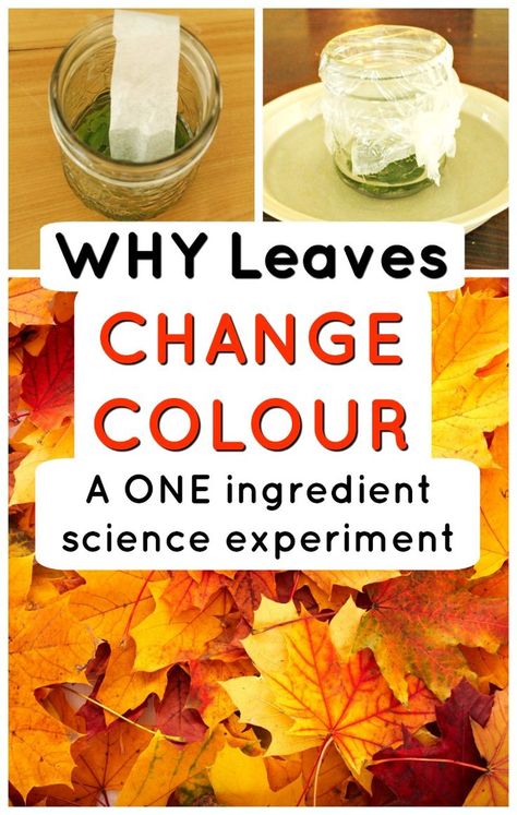 This is the BEST fall science experiment for kids - find out why leaves change colour in the Autumn using only one ingredient! Love simple science for kids. #howweelearn #scienceexperimentsforkids #fallactivities #autumnactivities #fallscience #kidsactivities #ideasforkids Why Do Leaves Change Color, Fall Science Activities, Fall Science, Science Experiment For Kids, Science Experiments For Kids, Experiment For Kids, Fall Preschool Activities, Simple Science, Experiments For Kids