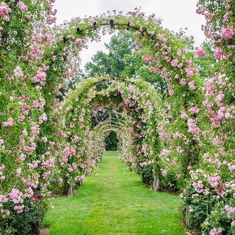 elizabeth rose garden hartford ct | ... busy ? today. remember this trip to elizabeth park? just added a 12 Rose Garden Landscape, Rose Varieties, Types Of Roses, Park Rosé, Garden Park, Garden Pictures, Butterfly Garden, Rose Garden, Shade Garden