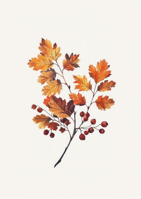 An Autumn leaves of hawthorn produce plant leaf. | free image by rawpixel.com / Pitcha Benrohman Autumn Plants Illustration, Autumn Trees Drawing, Fall Tree Illustration, Fall Leaf Drawing, Hawthorn Leaves, Autumn Leaves Illustration, Rain Images, Hawthorn Leaf, Fall Leaves Drawing