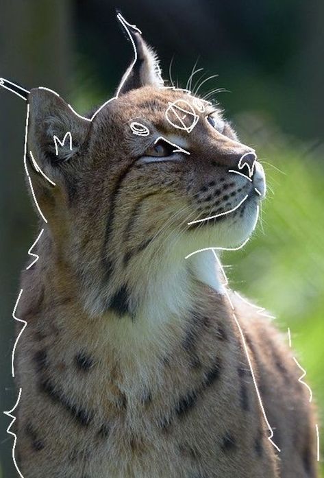 Lynx Therian, Eurasian Lynx, I Want To Be, Lynx, I Want