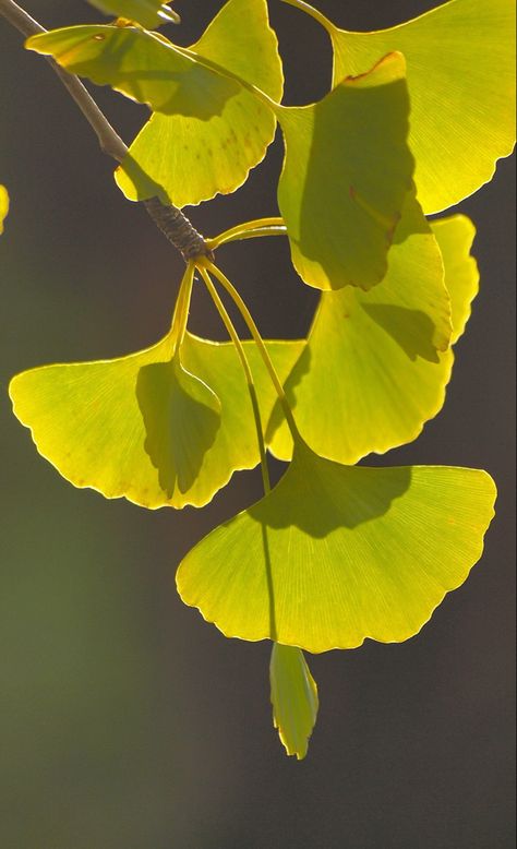 Ginkgo Biloba Tree, Ginko Leaves, Ginko Biloba, Ginkgo Tree, Banana Leaf Print, Amoled Wallpapers, Gingko Leaves, Ginkgo Leaf, Tree Wallpaper