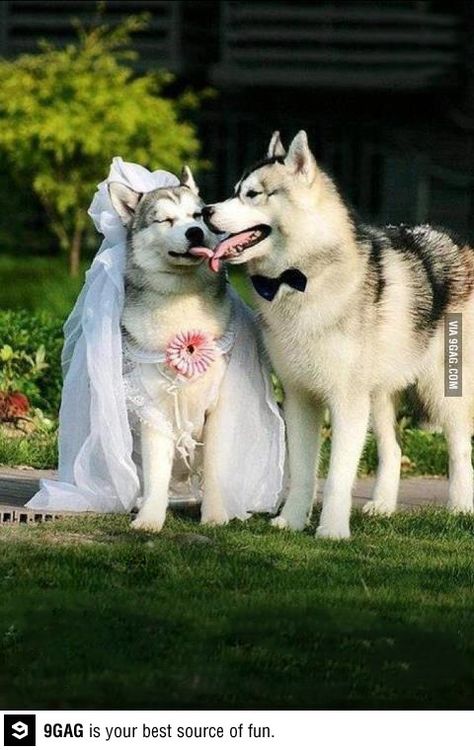 A happy couple..soo cute!! Dog Marriage, Caine Husky, Animals Kissing, Alaskan Husky, Most Beautiful Dogs, Cute Husky, Siberian Husky Dog, Husky Puppy, Dog Wedding