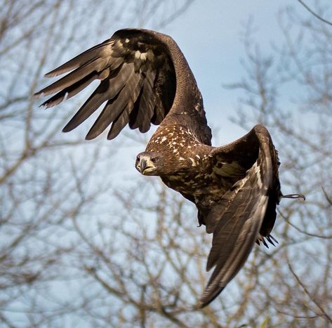 Tawny eagle Flying Reference, Tawny Eagle, Lion Sketch, Eagle Flying, Eagle In Flight, Wings Drawing, Flying Eagle, Animal Study, Bird Wings