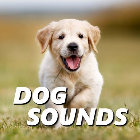 Dog Sounds, Category: Artist, Albums: Barking Dog Sounds, Dog Sounds, Top Tracks: Sounds of Dogs Barking, Barking Dog Sounds, Barking Dogs Sounds, Dog Sounds, Relaxing Dog Sounds, Monthly Listeners: 5121, Where People Listen: Oslo, Toronto, Dallas, Chicago, Houston Golden Puppies, Dog Sounds, Retriever Puppies, Dog Cleaning, Labrador Retriever Puppies, 2025 Calendar, Training Your Puppy, Front Windows, Retriever Puppy