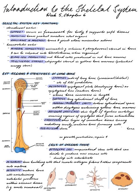 Skeletal System Notes Aesthetic, Skeletal System Anatomy Notes, Skeletal System Notes, Upper Limb Anatomy, Skeletal System Anatomy, Aesthetic Handwriting, What Is Intelligence, Mcat Study, Integumentary System