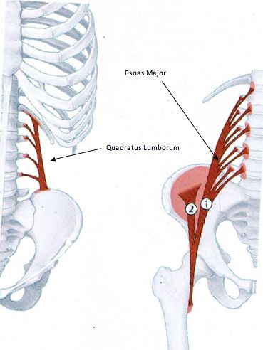 psoas and quadratus lumborum Psoas Major, Quadratus Lumborum, Psoas Release, Muscle System, Anatomy Medical, Hip Problems, Tight Hip Flexors, Psoas Muscle, Spine Health