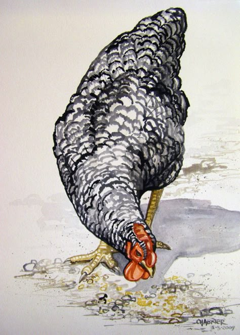 Chicken Pecking, Best Egg Laying Chickens, Chicken Drawing, Egg Laying Chickens, Rooster Painting, Chicken Painting, Rooster Art, Strawberry Patch, Diy Watercolor Painting