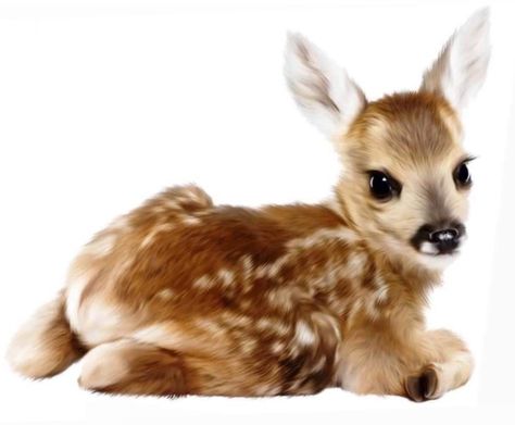 Deer Print, Silly Animals, Forest Friends, Baby Deer, Cute Little Animals, Spirit Animal, Baby Animals, Deer, Cute Animals