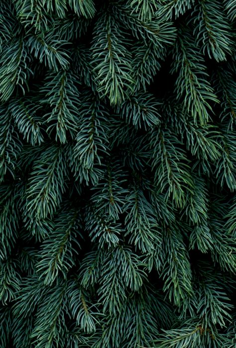 Picea pungens glauca Picea Pungens Glauca, Picea Glauca, Picea Pungens, Textures Patterns, Plant Leaves, Plants, Nature