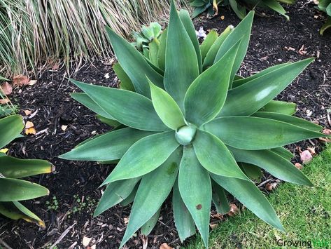 Foxtail Agave Landscape, Foxtail Plant, Foxtail Agave, Agave Blue Glow, Agave Plants, Agave Attenuata, Edging Plants, Blue Glow, Blue Agave