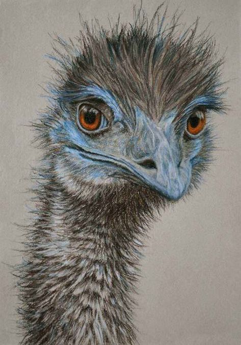 Rachel Newling, Emus Art, Regard Animal, Seni Pastel, Drawing Hands, Australian Birds, Australian Animals, Bird Drawings, Watercolor Bird