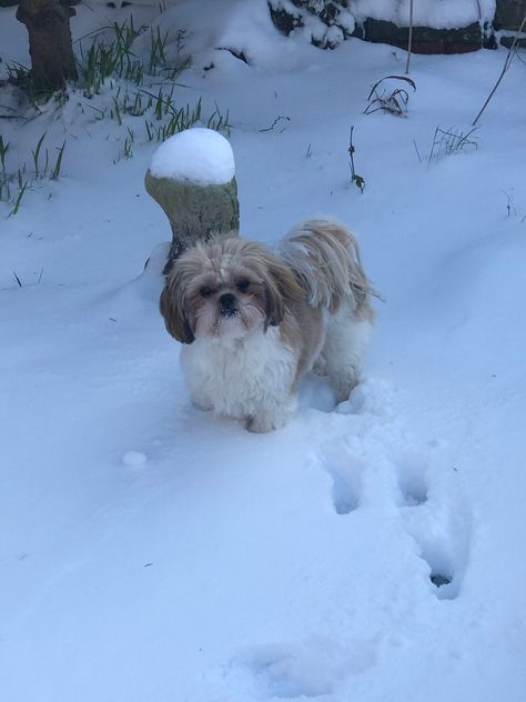 Shih tzu snow play Shiz Tzu Puppy, Shitzu Aesthetic, Shih Tzu Aesthetic, Shih Tzu Puppy Cut, Perro Shih Tzu, Snow Play, Dogs Aesthetic, Shitzu Dogs, Shitzu Puppies