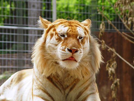 Cute golden tiger Golden Tabby Tiger, Strawberry Tiger, Tabby Tiger, Golden Tabby, Tiger Wallpaper, Rare Cats, Golden Tiger, Rare Animals, Pretty Animals