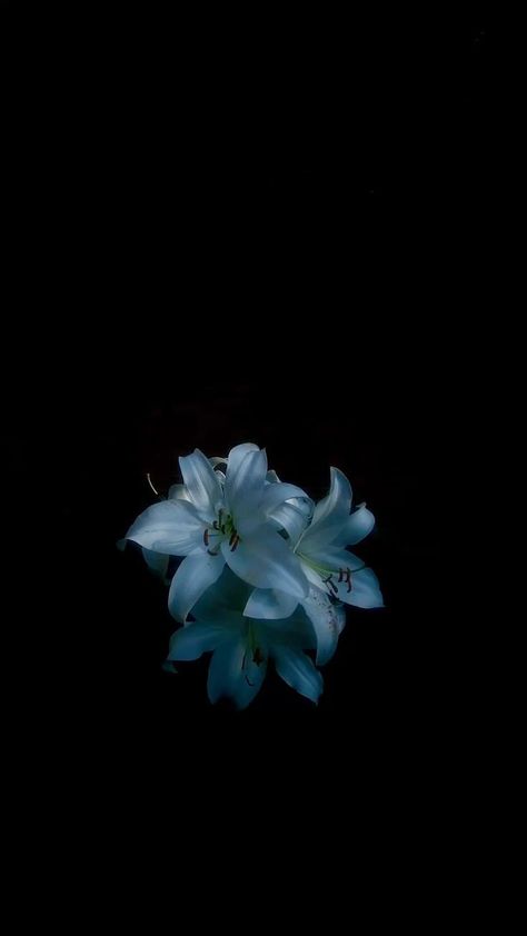 Cute Dark Blue Wallpaper Iphone, Dark Blue Flowers Aesthetic Wallpaper, Blue Wallpaper Backgrounds Iphone, Flower Screensaver Iphone Wallpaper, Green Flower Black Background, Aesthetic Pfp Flower, Flowers With Dark Background, Flowers On A Black Background, Blue Flower Black Background