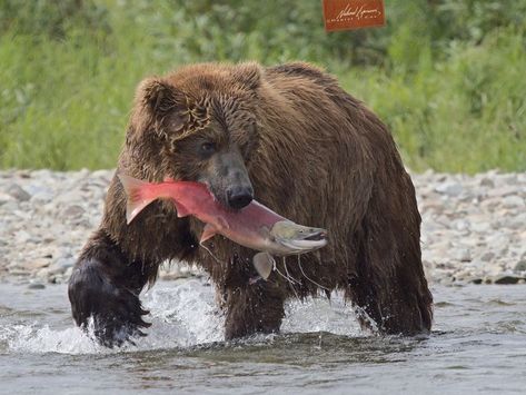 This beautiful brown bear hauls in an equally gorgeous sockeye salmon. The red color of the salmon is an indication they're in last phase of their life as they begin to spawn. Sockeye salmon are semelparous, meaning they die after spawning once. Olympus E-M1X and the 150-400mm zoom lens Brown Bears Aesthetic, Salmon Fish Animal, Salmon Reference, Salmon Animal, Salmon Sockeye, Salmon Aesthetic, Bear Reference, Wof Oc, Teddy Grahams