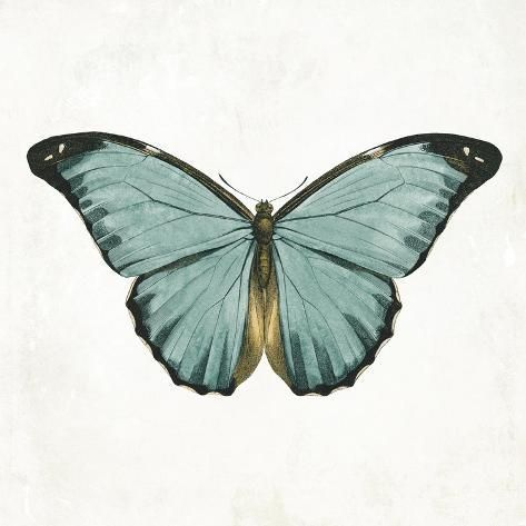 size: 12x12in Art Print: Neutral Butterfly 4 by Jace Grey : Neutral Butterfly, Butterfly Poster, Butterfly Illustration, Butterfly Pictures, Butterfly Drawing, Glass Butterfly, Butterfly Watercolor, Vintage Butterfly, Fine Arts Posters