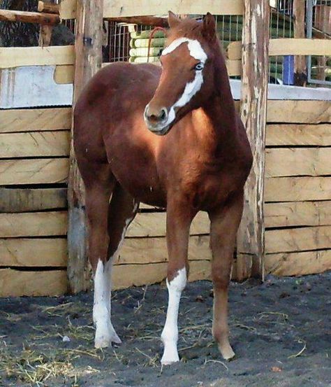 حصان عربي, Horses Beautiful, Rare Horse Breeds, Unusual Horse, Impossible Pie, Horse Markings, Rare Horses, Horse Coats, Rasy Koni