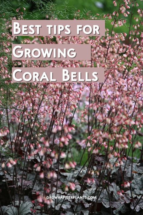 Heuchera, or coral bells, is an easy-to-grow, low-maintenance perennial plant for shade. Here's how to care for heuchera in your garden! Coral Bells Plant, Low Maintenance Front Yard, Coral Bells Heuchera, Bell Gardens, Coral Bells, Front Landscaping, Shade Perennials, Beautiful Flowers Garden, Design Challenge