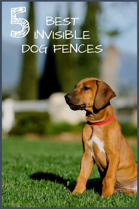 Dog Waste Station, Friendly Dog Breeds, Guard Dog Breeds, Invisible Fence, Top Dog Breeds, Frozen Dog, Dog Insurance, Front Yard Fence, Fence Art