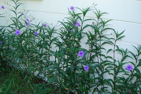 Florida Native Plant Society Blog: Mexican Petunia: A Plant Gone Rogue Mexican Petunia, Petunia Seeds, Florida Native Plants, Perennial Flowers, Flowers Perennials, Turks And Caicos, Ground Cover, Caicos Islands, Petunias