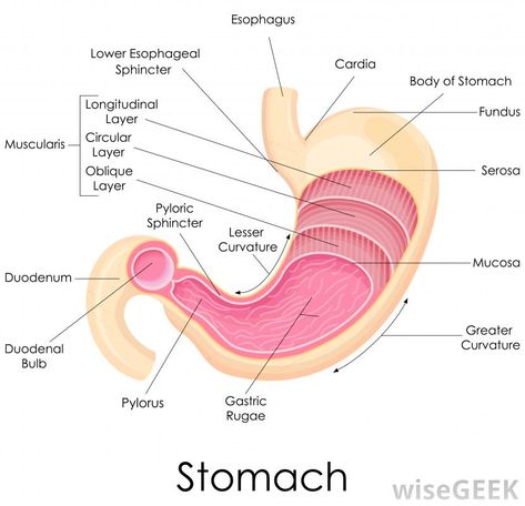 The duodenal bulb is the part of the gastrointestinal tract that connects the stomach to the jejunum. Its main function is to... Stomach Diagram, Stomach Anatomy, Human Stomach, Digestive System Anatomy, What Causes Acid Reflux, Stop Acid Reflux, Basic Anatomy And Physiology, Nurse Study Notes, Healthy Remedies