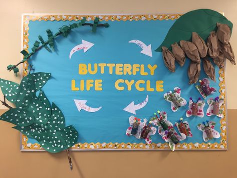 Pre K Insect Study bulletin board for Creative Curriculum Insects Bulletin Board Preschool, Butterfly Preschool Bulletin Board, Life Cycle Of A Butterfly Bulletin Board, Insect Bulletin Board Ideas Preschool, Insect Bulletin Board Ideas, Insect Study Creative Curriculum, Bug Bulletin Board Ideas, Butterfly Life Cycle Bulletin Board, Butterfly Bulletin Board Ideas